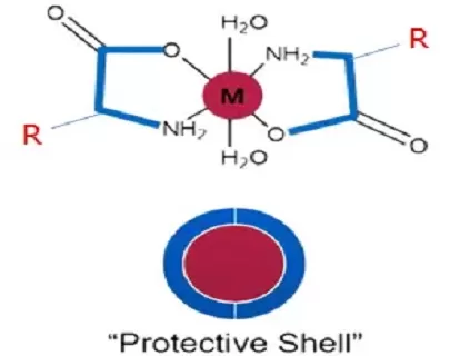 Tại sao khoáng chất Chelated là xu hướng mới trong sức khỏe dinh dưỡng ở Châu Âu và Châu Mỹ